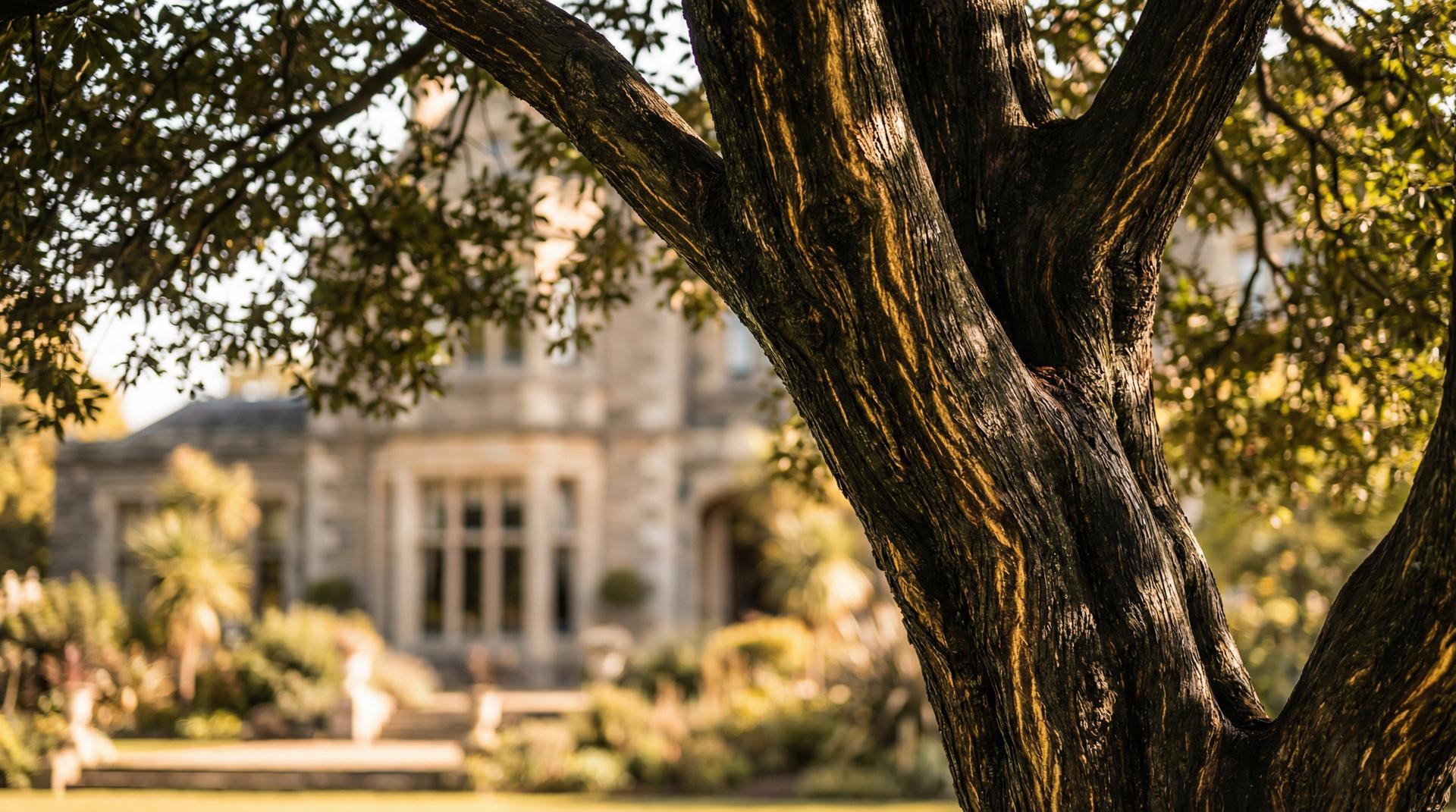小马拉大车植物视频展示-珍稀植物